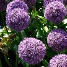 Allium &#39;Globemaster&#39; 1 gal