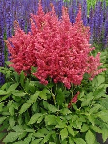 Astilbe 'Fireberry' 1 gal