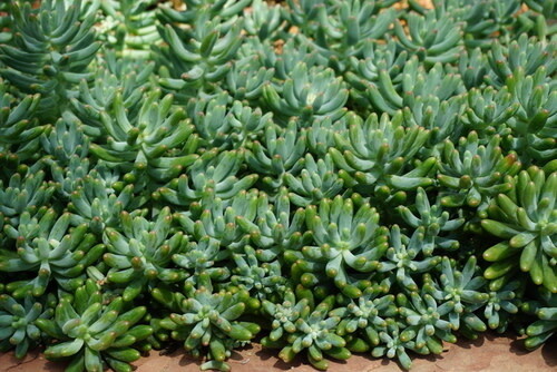 Stonecrop - Sedum &#39;Blue Carpet&#39; 4&quot;