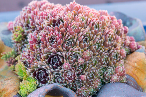 Hens and Chicks - Sempervivum Red Beauty 4"