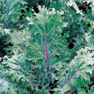 Kale 'Red Russian' 4 cell pack