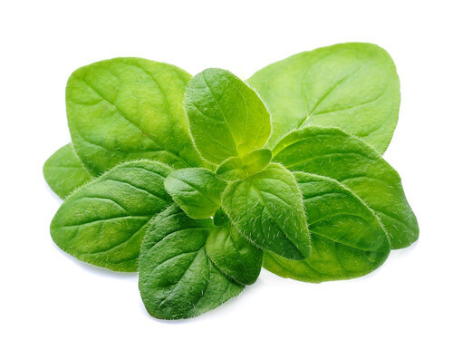 Oregano ORGANIC 4&quot;