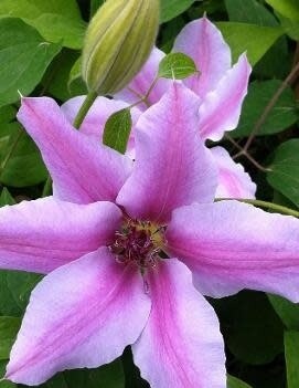 Clematis 'Nelly Moser' - Stkd 1 gal
