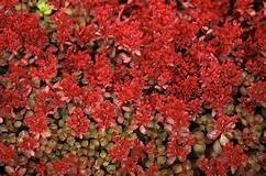 Stonecrop - Sedum &#39;Red Carpet&#39; 4&quot;