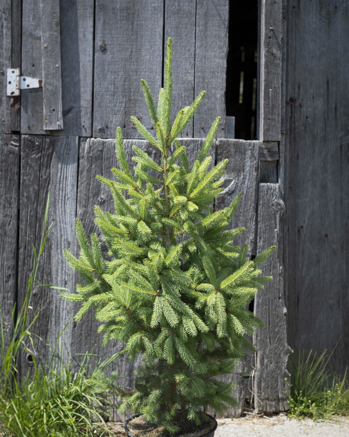 White Pine 2&#39; Potted