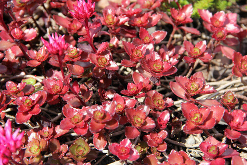 Stonecrop - Sedum &#39;Blaze of Fulda&#39; 4&quot;
