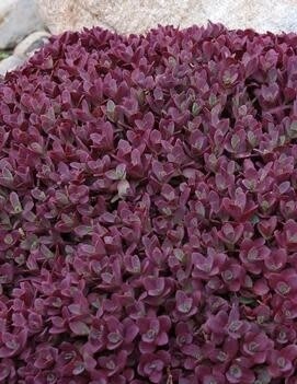 Stonecrop - Sedum &#39;Firecracker&#39;