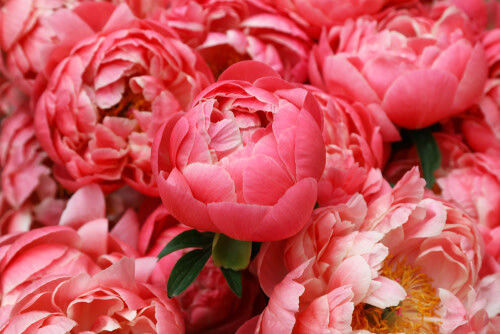 Peony 'Coral Charm'