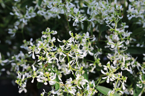 Euphorbia - 4" Starblast