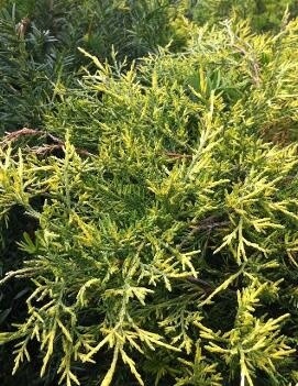 Juniper 'Old Gold' 3 gal