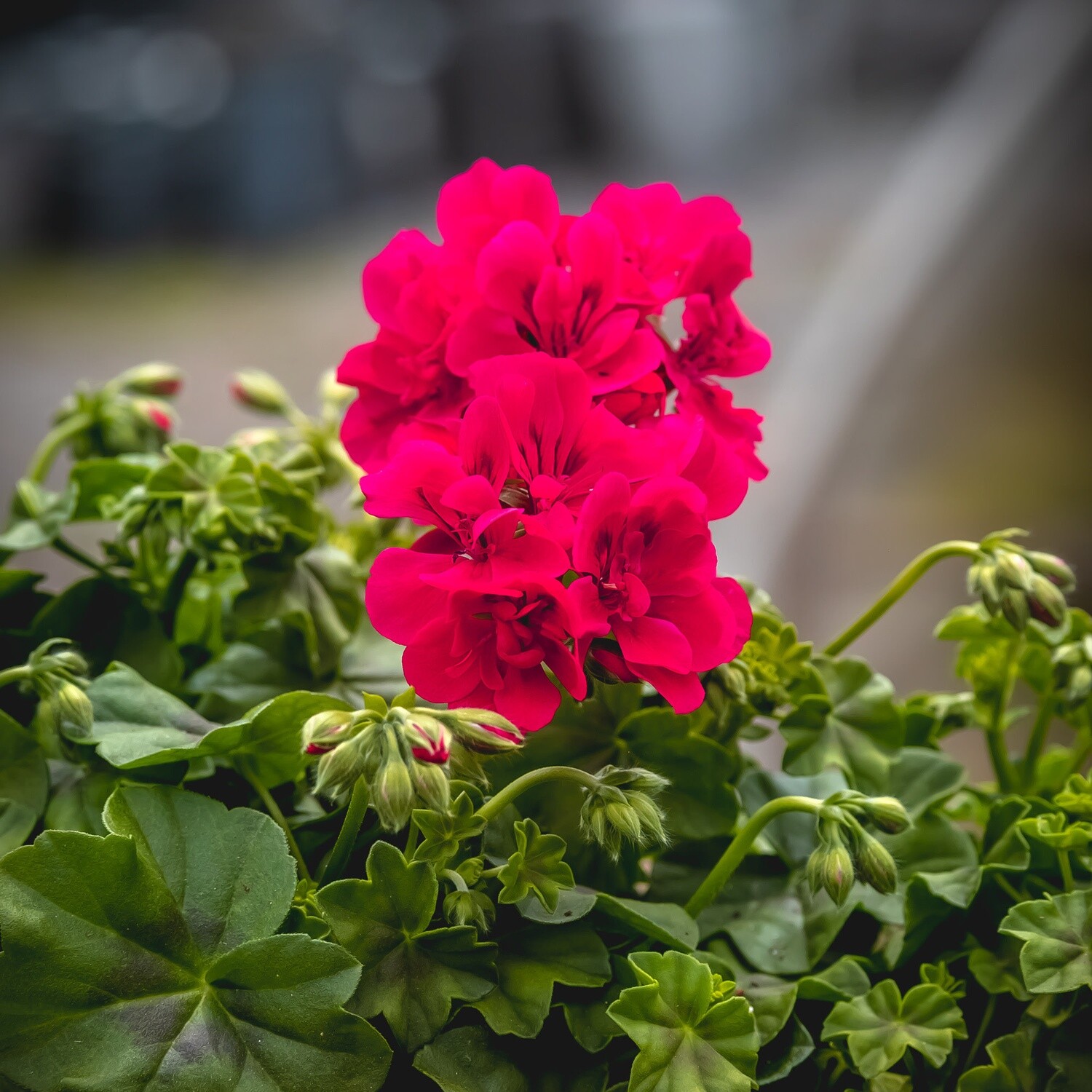 Ivy Geranium - 4&quot;