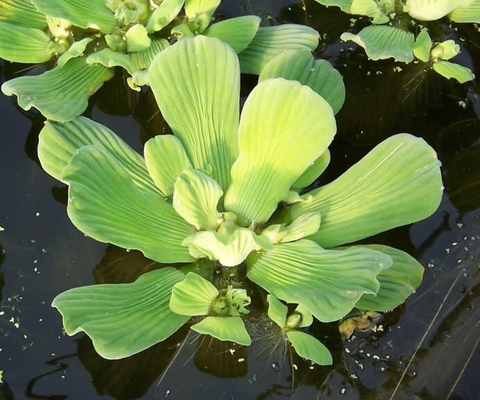 Water Plant: Lettuce