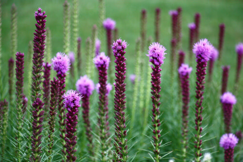 Liatris &#39;floristan violet&#39; - 1 gal