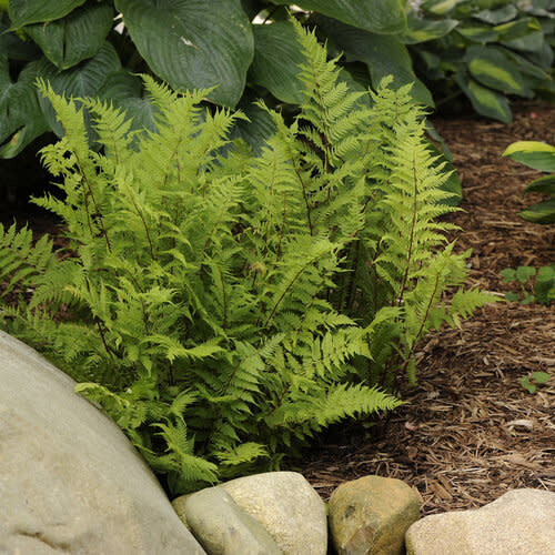 Fern &#39;Lady&#39;