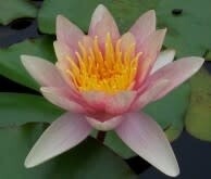 Water Plant: Lily-  8&quot; pot