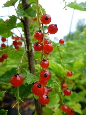 Currant &#39;Red Lake&#39; 2 gal