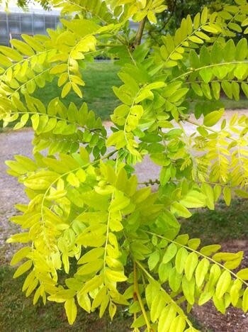 Honey Locust 'Sunburst'