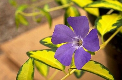 Periwinkle - Vinca Minor Illumination - 4"
