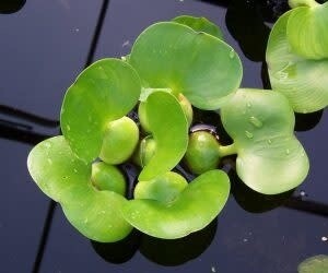 Water Plant: Hyacinth