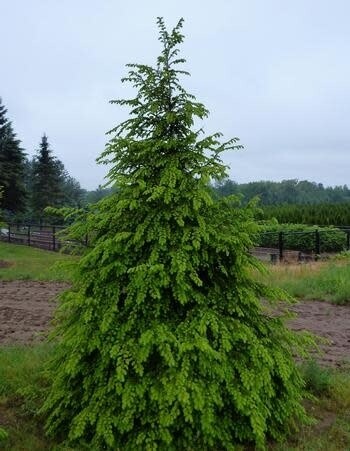 Hemlock 5&#39; B&amp;B