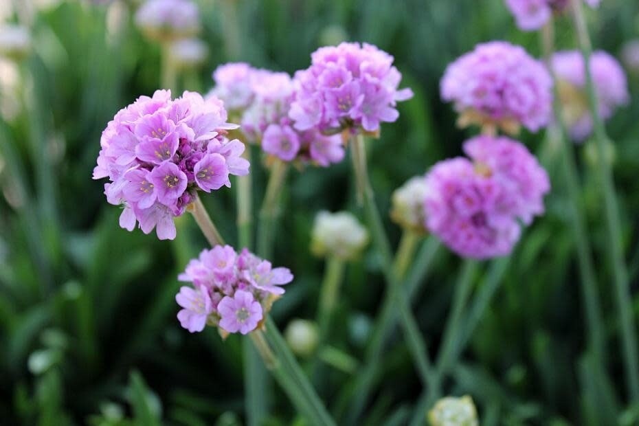 Thrift 'Sweet Dreams' 1 gal