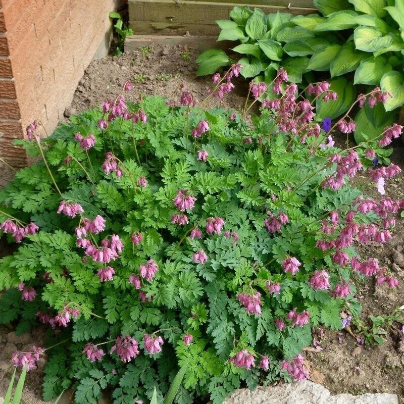 Bleeding Heart 'Luxuriant' 1 gal
