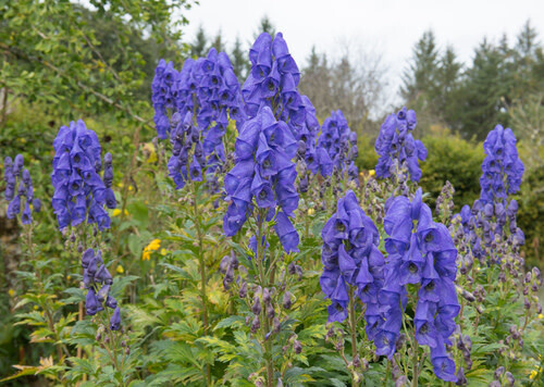 Monkshood &#39;Arendsii&#39; 1 gal