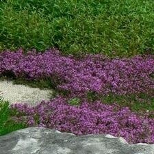 Creeping Thyme &#39;Red&#39;
