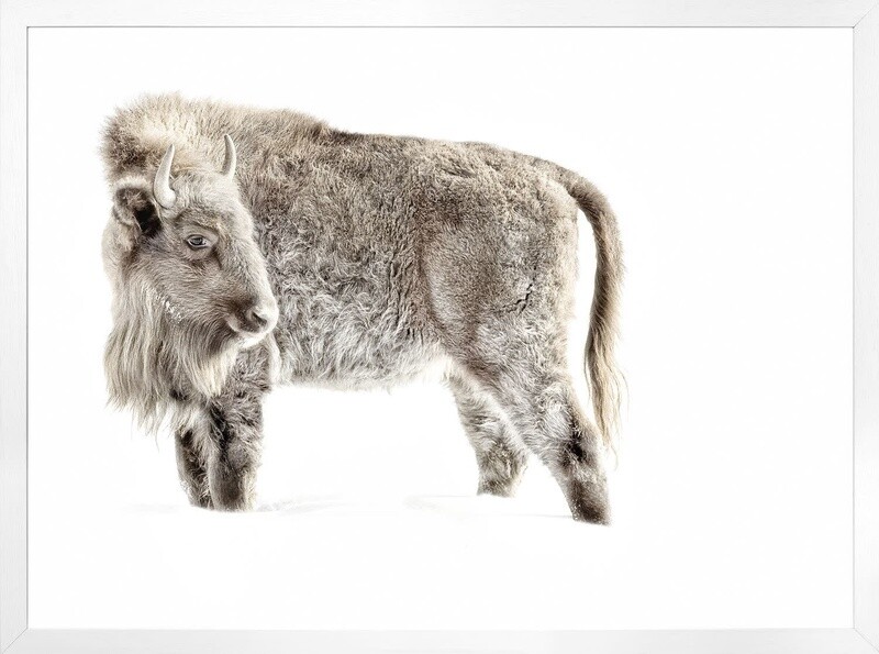 Art - Juvenile Buffalo