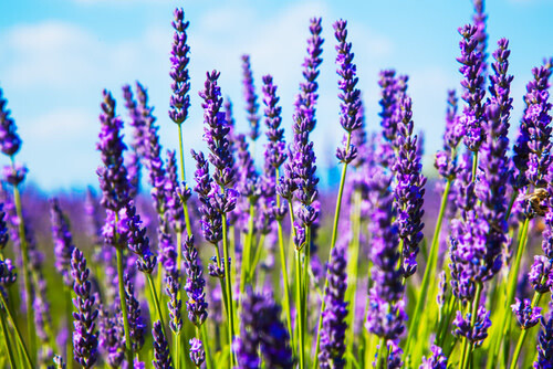 Lavender &#39;Provence&#39; - 1 gal