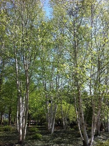 Paper Birch Clump