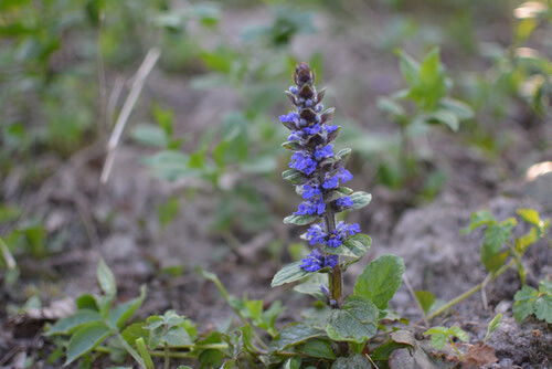 Bugleweed - Ajuga Burgundy Glow 4"