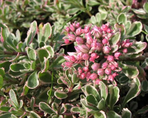 Stonecrop - Sedum &#39;Tri-Colour&#39; 4&quot;
