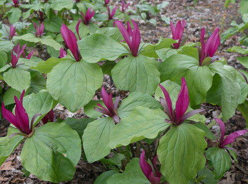Trillium &#39;erectum red - 4&quot;