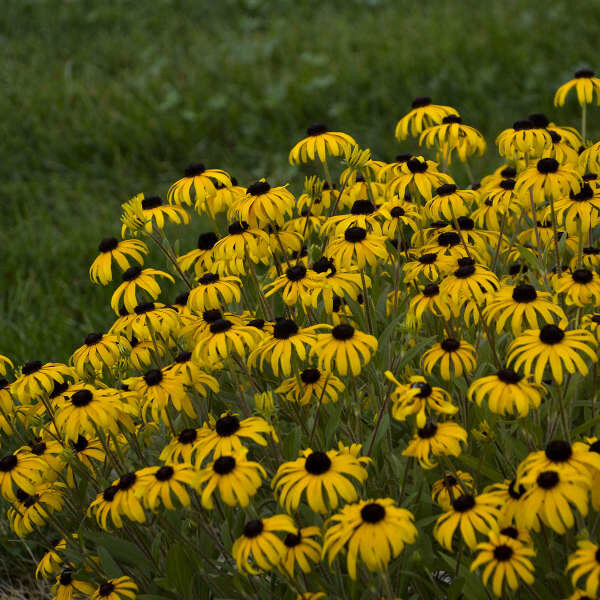 Rudbeckia &#39;American Gold Rush&#39; Black-Eyed Susan 1 gal