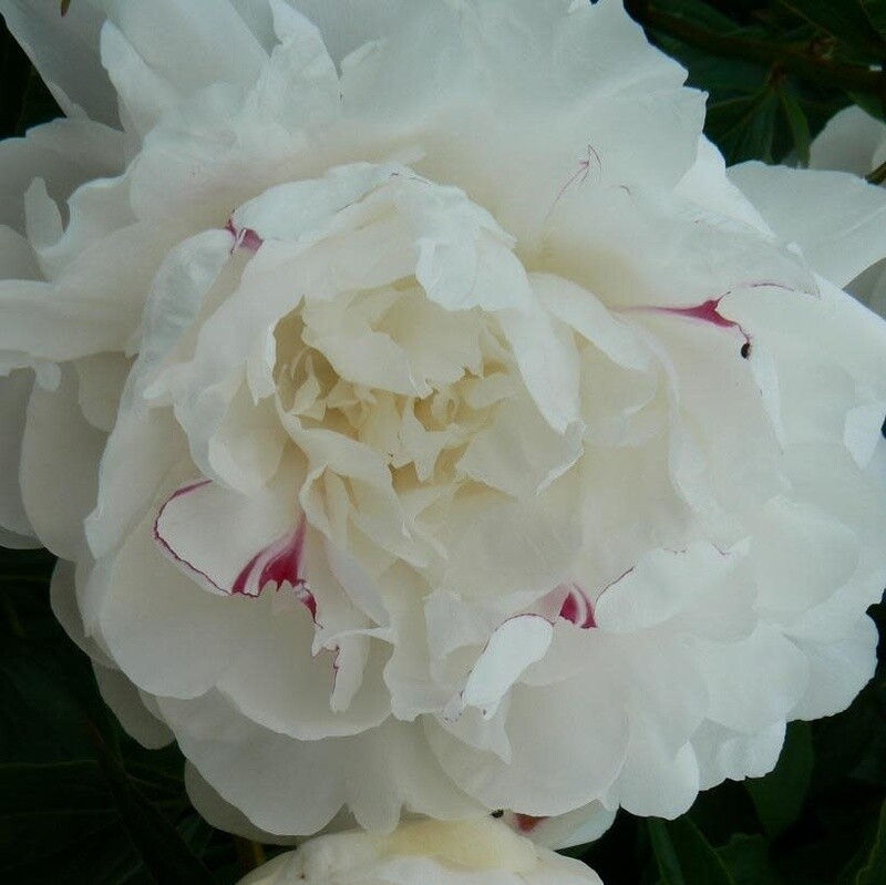 Peony 'Festiva Maxima'