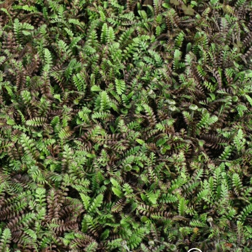 Leptinella 'platt's black' - 4"