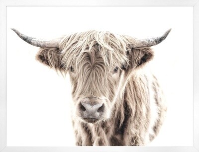 Art - Highland Cow