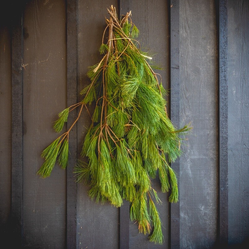 Fresh Greens - White Pine