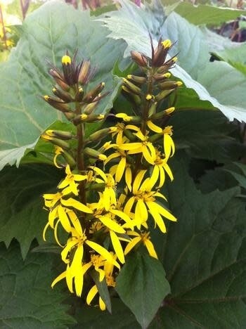 Ligularia &#39;Little Rocket&#39; 1 gal