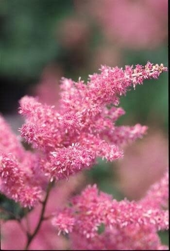 Astilbe &#39;Rheinland&#39; - 2 gal