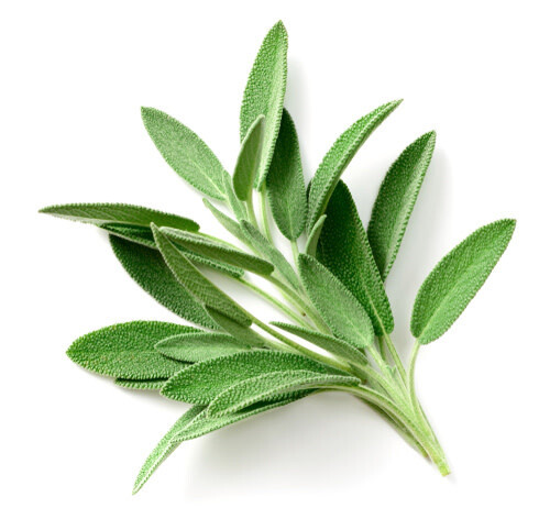 Sage