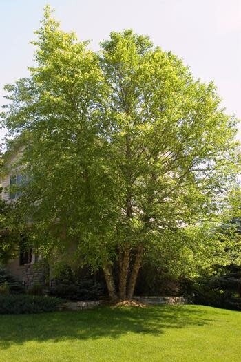River Birch &#39;Heritage&#39; Clump 10-12&#39; B&amp;B