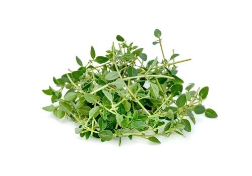 Thyme 