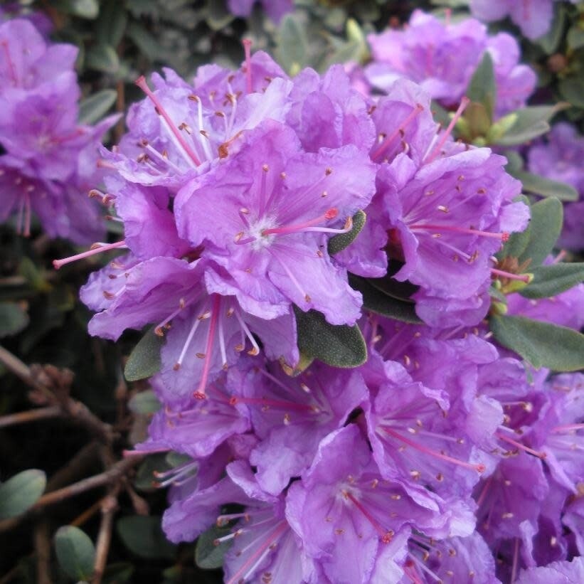 Rhododendron 'purple gem' - 3 gal