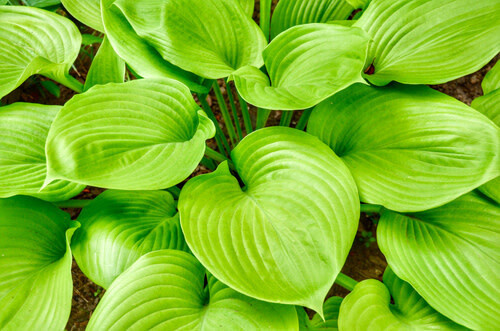Hosta &#39;Sun Mouse&#39;