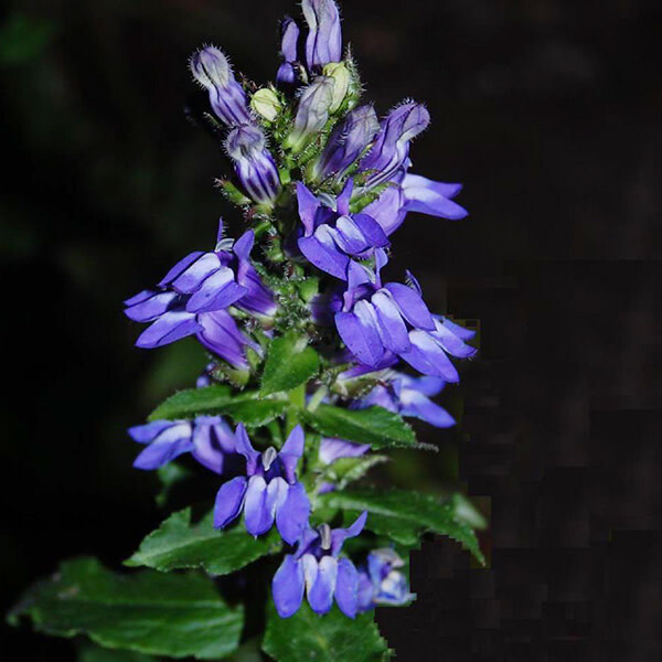 Cardinal Flower 'Great Blue'