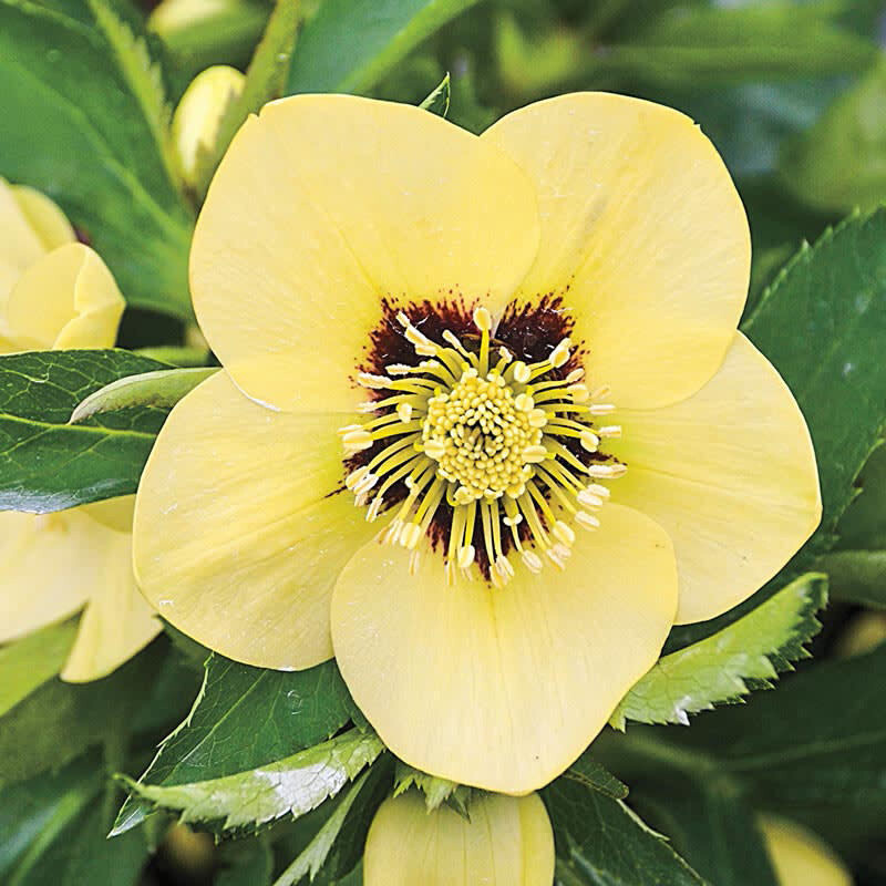 Helleborus &#39;spanish flare&#39; - 1 gal