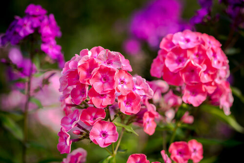 Garden Phlox &#39;laura&#39; - 4&quot;