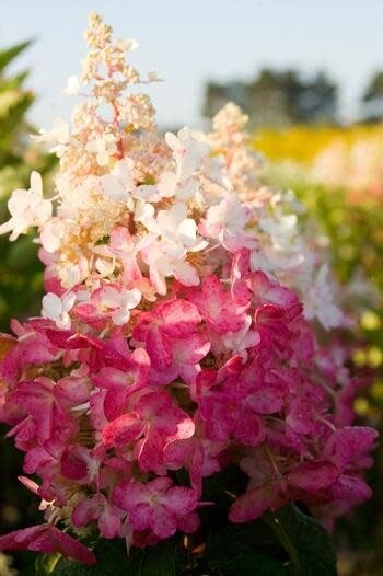 Hydrangea 'Pinky Winky'